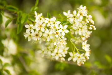 White Spring Flower Blossoms
