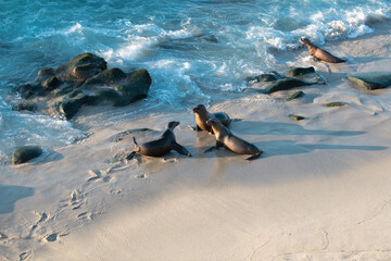 Naklejka premium Sea Lions on the rocks in San Diego, California.