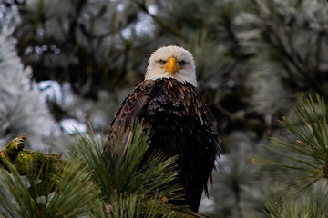 american bald eagle