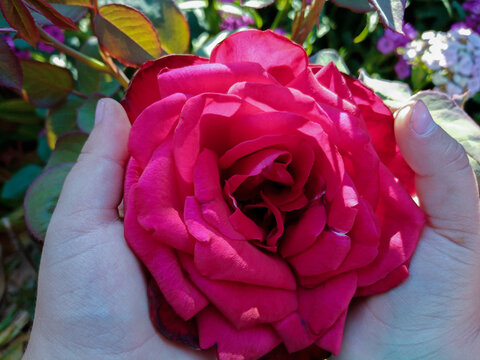 children's hands hold a pink rose. High quality photo