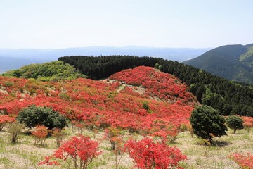葛城山　満開のツツジ
