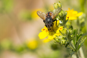 A Small Brown Fly is Gathering Pollen from a Yellow Flower on a Warm Spring Day