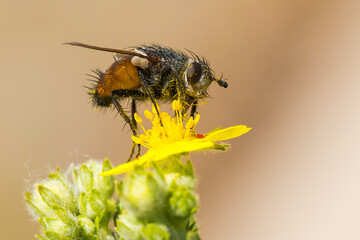 A Colorful Fly Covered with Pollen is Sitting on Yellow Flower and Feeding Itself