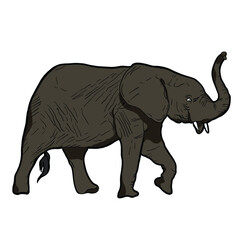 Fototapeta premium elephant isolated on white