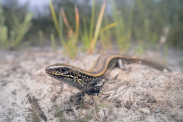 Wide-angle portrait of an Eastern mourning skink (Lissolepis coventryi) including coastal, sandy habitat