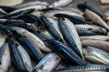 Lots of mackerel carcasses. Sea fish