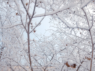 on the branches of a tree. severe frost in Siberia in Russia. High quality photo