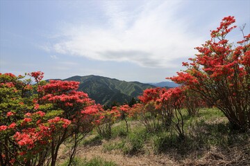 葛城山　満開のツツジ