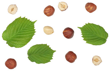 Hazelnuts isolated on the white background, top view