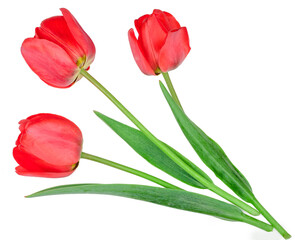 Tulips isolated on white background