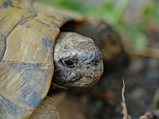 Close up of a Greek tortoise