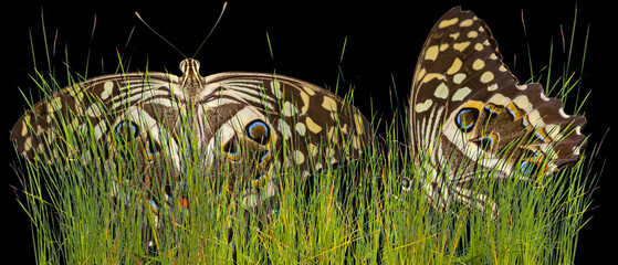 Papillons dans l’herbe, fond noir