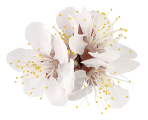 Apricot flowers isolated on a white background