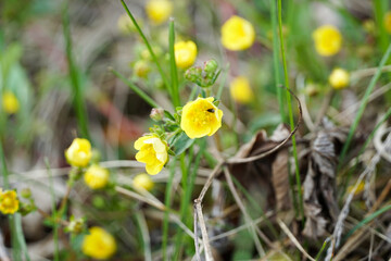 small yellow wild strawberry flowers on the slope
