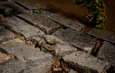 Couleuvre à collier ( Natrix Natrix) enroulée sur elle-même se repose sur des pavés proche d´un cours d´eau.