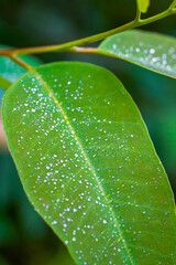 Fototapeta premium Macro close-up of a leaf covered with small drops of water after rain