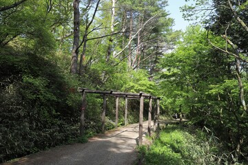 葛城山　満開のツツジ