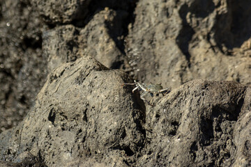 crab crawling along rocky shoreline