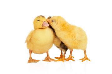cute duckling and chickens near