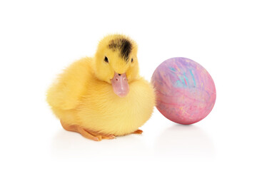 Yellow duckling with easter egg