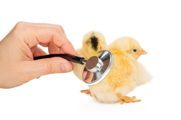 checking chicks with a stethoscope