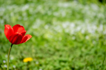 Group of red tulips in the park. summer landscape.