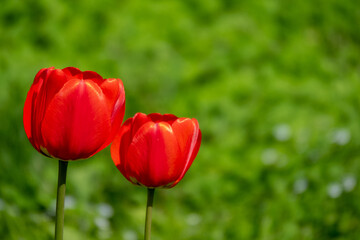 Group of red tulips in the park. summer landscape.