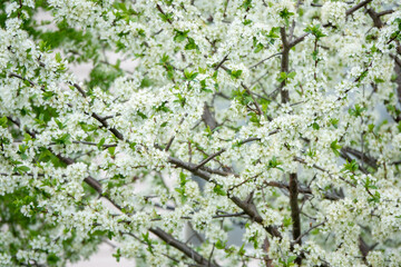 Flowers of the cherry blossoms on a summer day