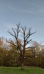 Fototapeta premium tree in the park