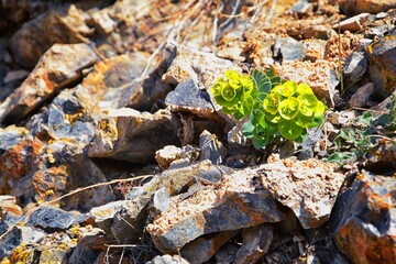 Upright Myrtle Spurge, Gopher spurge, blue spurge or broad-leaved glaucous-spurge Euphorbia Rigida.  A succulent species of flowering plant in the family Euphorbiaceae. Wasatch Front, Rocky Mountains,