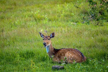 deer in the FOREST