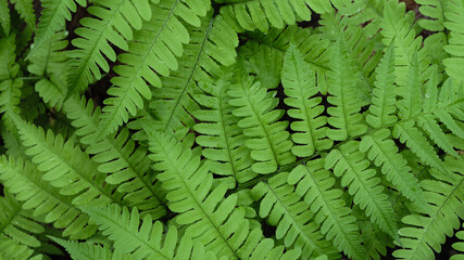 シダの群生（Fern herd）