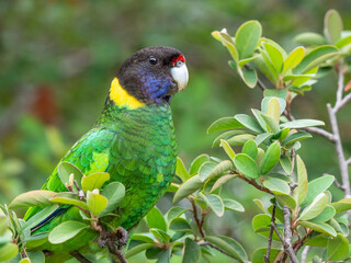Australian Ringneck or Twenty-Eight Parrot - 434037619