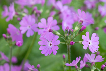 Fototapeta premium flowers in the garden