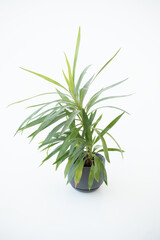 A vase with a houseplant. Greening concept hotel room fresh interior. Beautiful plant on a white background.