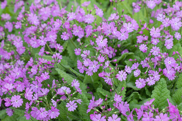 Obraz premium field of pink flowers