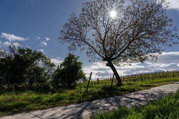 Weinberge bei Ebersheim
