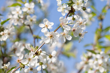 flowers of a cherry tree