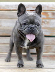 14-Month-Old blue (gray) male Frenchie puppy standing on a bench and panting. Off-leash dog park in Northern California.