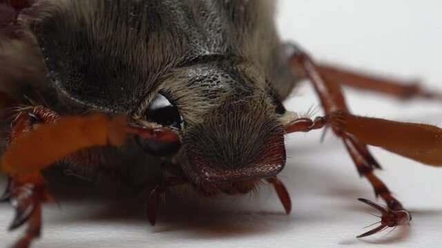 Close up of cockchafer, may bug beetle on white background