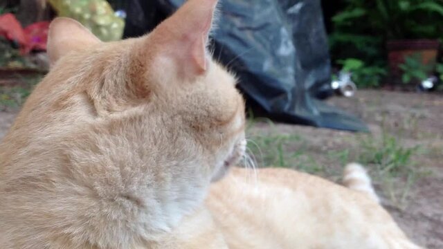 Gato g&uuml;ero acostado en jardin ignorando a camara.
