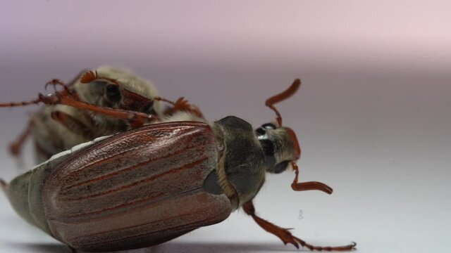 Close up of two cockchafers, may bugs fighting each other. Slow motion