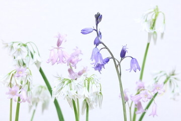 小さな淡い色の花 白背景 small pale color flower white background 4