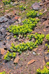 Upright Myrtle Spurge, Gopher spurge, blue spurge or broad-leaved glaucous-spurge Euphorbia Rigida.  A succulent species of flowering plant in the family Euphorbiaceae. Wasatch Front, Rocky Mountains,