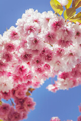 Japanese Flowering Cherry Tree with Blooming Pink Petals