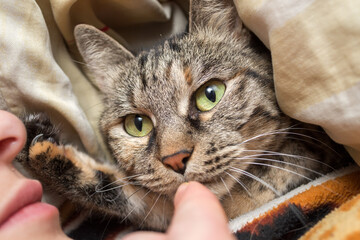 domestic tabby cat with open eyes green