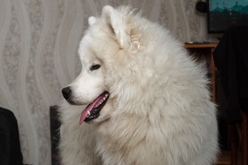 fluffy domestic samoyed dog