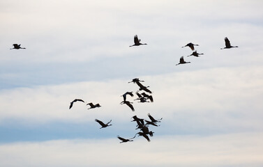 Large flock of cranes flying in blue spring sky. Bird migration time..