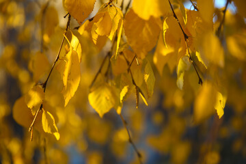Blur birch branches and leaves, back sunlight, autumn background