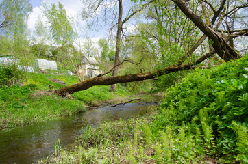 A tree lying across abranches, outdoor, surrey, british, tranquil, clean air, clean water, rock, britain, scenic, united kingdom, season, uk, natural, england, wood, woodland small river in the forest